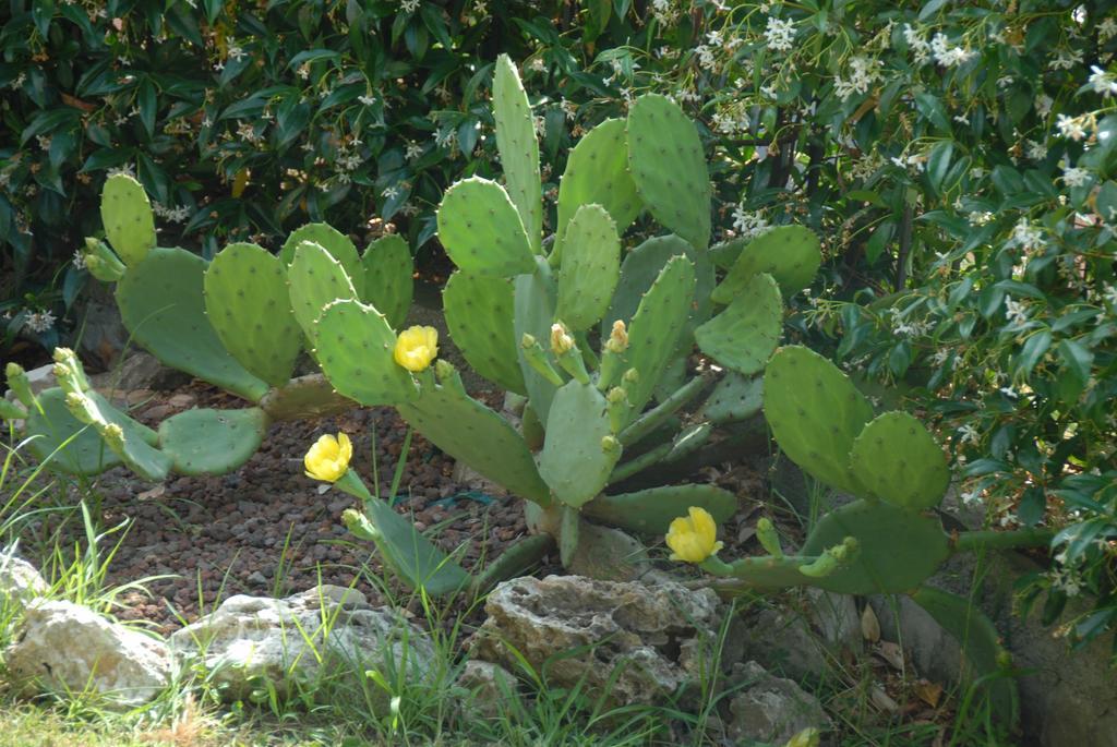 B&B Villa Luisa Casarza Ligure Eksteriør bilde